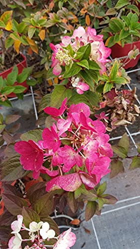 Hydrangea paniculata Diamant Rouge® 'Rendia' / Hortensia paniculé Diamant Rouge® 'Rendia' / Conteneur de 7 à 10 litres