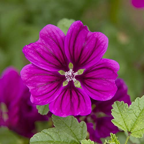 200 piezas semillas malva - semillas de malva jardín del balcon de jardín,