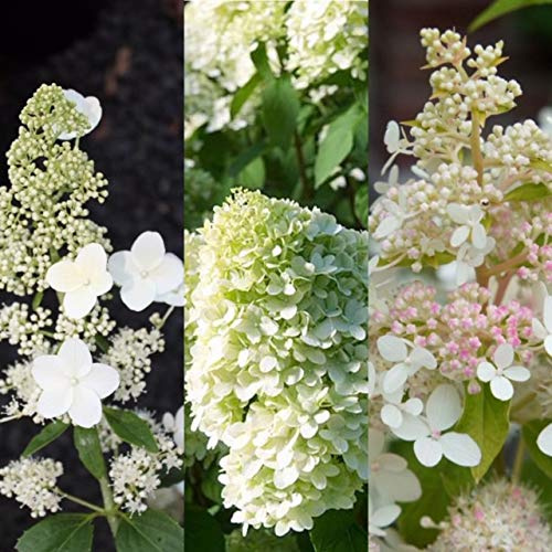 3 x Hydrangea Paniculata Mix - Vars Like Limelight - Confetti - Kyushu - Vanilla - 9cm Pots