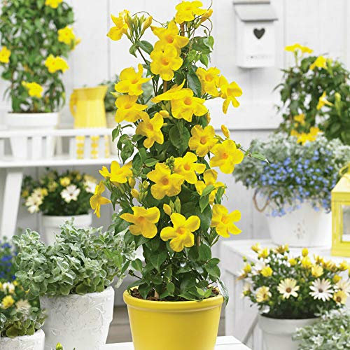 Mandevilla Samen 100 Stück – Mehrjährige Kletterpflanze mit Duftenden Blüten für Garten, Balkon und Kübelpflanzung (Gelb)