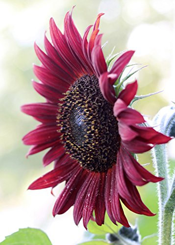 Seedeo Sonnenblume Ruby F 1 (Helianthus annuus) 20 Samen