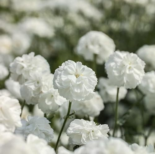 Achillea Ptarmica, White, Sneezewort, Plug Plants, Bee and Wildlife Friendly, Cottage Garden Cut Flowers (3)