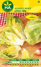 Graines Laitue Romaine Little Gem sur