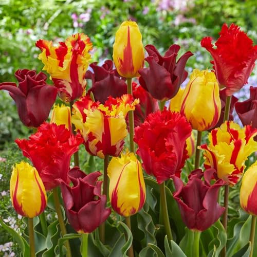 Bulbes de tulipes Red-Orange-Yellow mélange (20 bulbes) tulipes exclusives de Hollande, résistantes au froid et vivaces pour le jardin, les pots, le balcon d'Amsterdam
