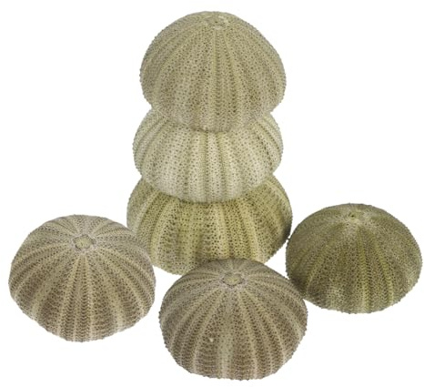 ABOOFAN - Juego de 6 piezas de cáscara de erizo de mar natural, concha de concha para decoración de playa para el hogar, adornos de concha para manualidades, color verde