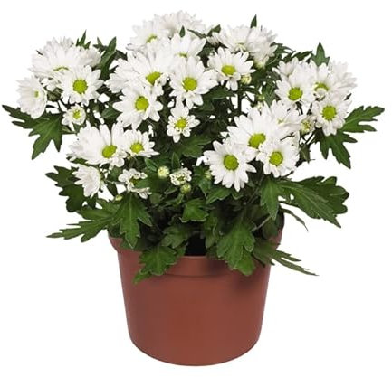 Planta Natural Flores Blancas Margarita Chrysanthemum Crisantemo Blanco Planta Viva