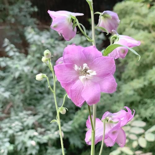 semi resistenti del delphinium, delphinium di campo da balcone, recisi to perenne, decorazione autunnale 400pcs