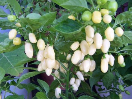 10 Graines de Piment Habanero blanc (weiß) – couleur du fruit excellent, très bon rendement