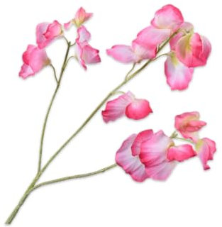Silk-ka Künstliche Blume – Seidenblume, Lathyrus-Zweig, Schönheitscreme, 66 cm, Sonderangebot pro 2 Stück