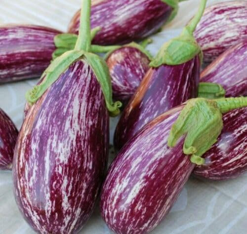 Buy4seeds 5 Seeds Aubergine Listada de Gandia. Italian Eggplant Baingon Begun Garden Easy to Grow