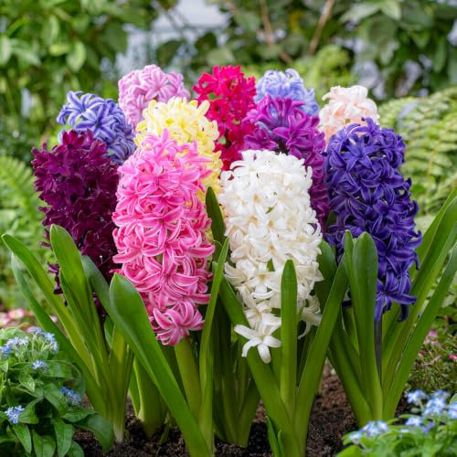 FLORIUM - Raccolta di budget giacinti (15 cipolle), Fragrante miscela perenne | 3 varietà/colori | Invernanti bulbi da Olanda per giardino, terrazza Portare profumo e colore (senza semi)