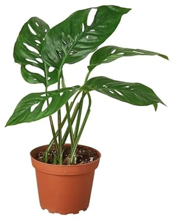 Monstera Adansonii Swiss Cheese Plant| 4 inch Grower Pot by Succulents & Such