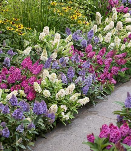 BALDUR Garten 3er-Mix Zwerg-Schmetterlingsflieder 'Little Rockstars®'