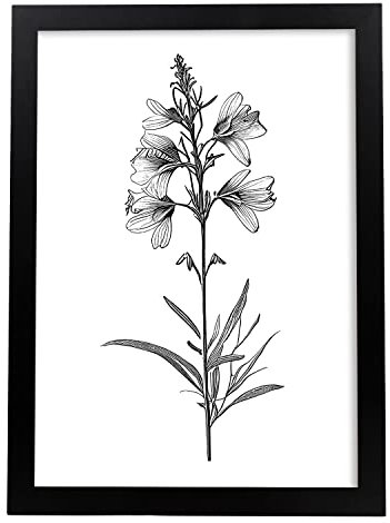 Nacnic Riddarsporre Svart och vit blomma växt Botanisk affisch Illustration Nordisk linje Väggkonst affischtryck för barnrum Vardagsrum, modell 1 Storlek A4 med svart ram