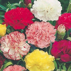 Carnation - Giant Chabaud Super Claudia Mixed 100 seeds