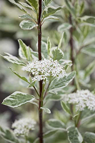 Cornus alba 'Elegantissima' 40-60 cm – Winterhart, Mehrjährig, Pflegeleicht – Weißbunter Hartriegel – Heckenpflanze für Garten & Sichtschutz