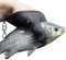 Angelhandschuhe Raubfisch, Wasserdichte Fischhandschuhe Fanghandschuhe Jagdhandschuhe mit Anti Schnitt und Magnetverschluss Latex Fisch Fang Handschuhe für Den Sicheren Umgang mit Hecht Wels Zander