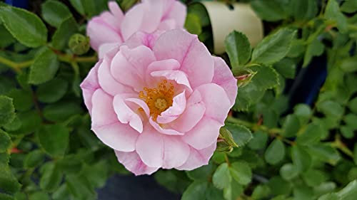 DECOROSIER MAREVA® 'Noamel' / Rosier paysager rose pâle MAREVA® / Conteneur de 2 à 2.9 litres