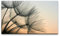 Paul Sinus Art Bilder XXL Pusteblumen 120x70cm Wandbild auf Leinwand