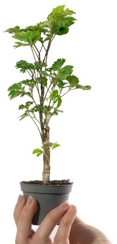 Baby Polyscias Balfouriana Butterfly | House Plants for Home Office | Grow Your Own Mini Plants | Indoor Plant in Pot