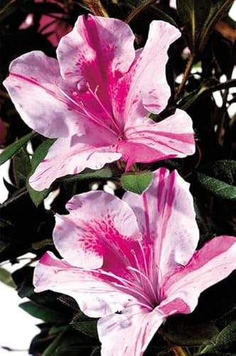 Autumn Twist Encore Azalea Live Plant – Reblooming Evergreen Shrub with Purple & White Flowers (Set of Two Plants, 2 Gallon)