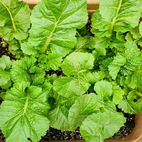 Semillas de mostaza para de mostaza, Brassica juncea, Las de jardín de rocas son resistentes 300pcs