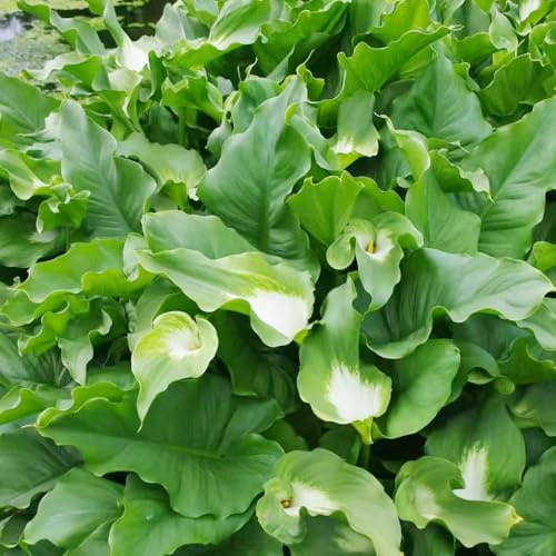 bulbi di calla Zantedeschia aethiopica, tappezzanti balcone giardino roccioso d'appartamento esotiche interno 5pcs