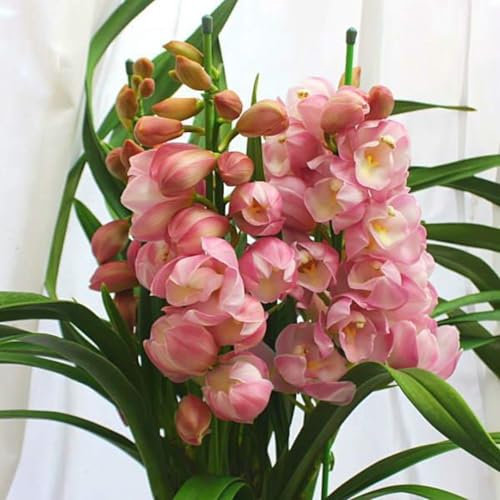 Cymbidium Blumenzwiebeln,Winterharte Mehrjährige,Cymbidium Orchidee pflanze,Dekorative Blumen,Seltene Pflanzen,kolibri orchids,Schnittblumen,Cymbidium pflanze.-3zwiebeln-A