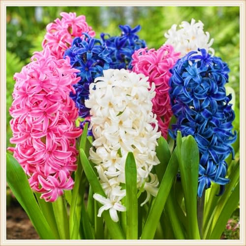 Hyazinthenzwiebel Winterhart MehrjäHrig, Hyazinthen Rhizome Hyazinthen Pflanzen Winterhart Hyazinthe Kaufen,MehrjäHrige Knollenpflanze Im Topf Pflanzen-6zwiebeln-a