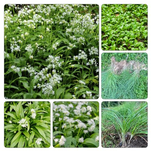 bärlauch 500samen stauden balkonblumen Gartenbepflanzung
