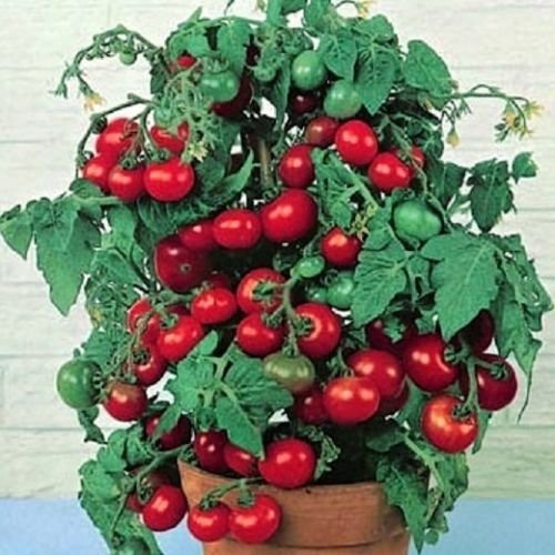 Semi di pomodoro, Tiny Tim - Semi non OGM Pomodoro Cresce One Foot 50ct alto
