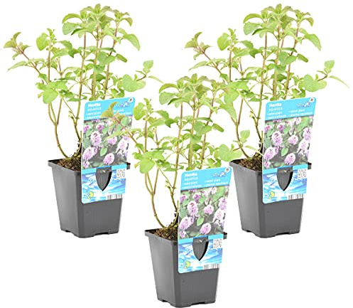 Bloomique - 3er-Set - Mentha Aquatica - Wasserminze - Teichpflanzen Winterhart - Wasserpflanzen - Zone 1-2-3-4-5 - Höhe 10-20 cm - Topf 9 cm