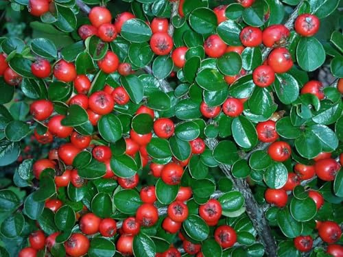 Pack de 3 Plantas Cotoneaster rastrero. 20-30 Cm. Muy utilizado como planta cubresuelos. Es ideal para taludes, rocallas, bordes. Segura Garden