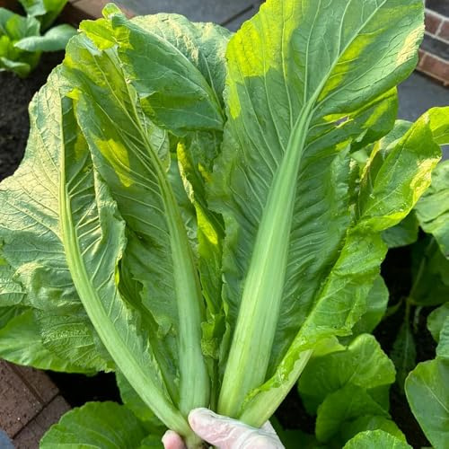 Semillas de mostaza para balcón de invierno de mostaza, Brassica juncea, jardín balcón perennes 50pcs