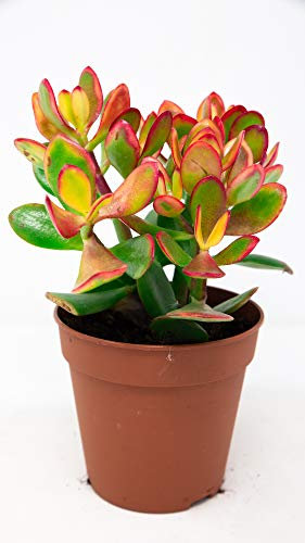 Carbeth Plants Crassula Ovata Money Penny Plant in 12cm Pot - Live Indoor Succulent Houseplant - Easy Care Jade Plant for Home or Office