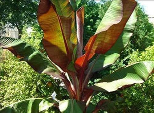 Red Abyssinian Ensete Maurelii Tropical Banana Tree Plant Retro Metal Sign Farm Home Party Wall Decoration Nice Sign 6x8inch