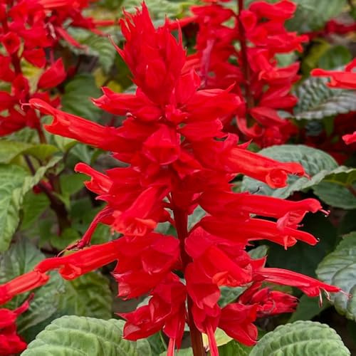 Semillas de salvia de fuego, de siembra de otoño Salvia esplendorosa, semillas ecológicas de balcón perennes semillas orgánicas 400pcs
