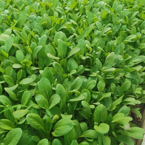 semi di pak choi giardino sul balcone Senape cinese - in vaso biologico vecchie varietà Aiuole rialzate per il rara decorazione 500pcs
