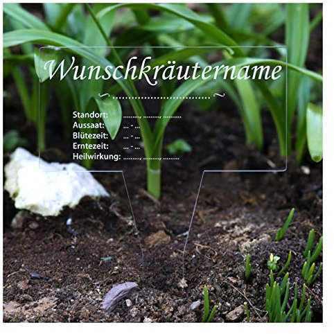 Verre acrylique Jardinière rectangulaire incolore – Jardin de table, herbes plante, mâle – Sélection Stevia