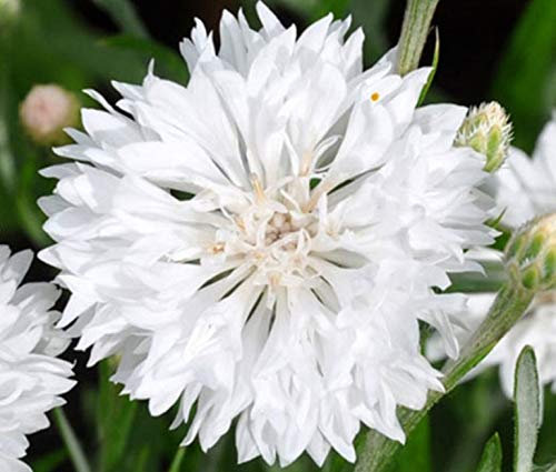 50 Centaurea Cyanus White Seeds - White Cornflower - 50 Seeds