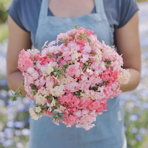 Eden Brothers Annual Phlox Seeds - Phlox of Sheep