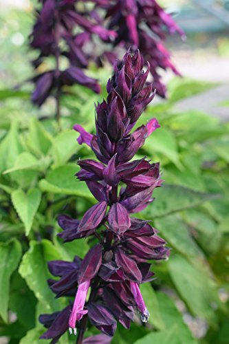 Salvia viola porpora, salvia le - semi : Solo semi