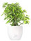 Ficus Benjamin pianta vera, ficus albero vero | con Vaso artigianale FLOB Ø 12| Altezza 30-35 cm | piante da interno| Flob flower Bianco Perlato