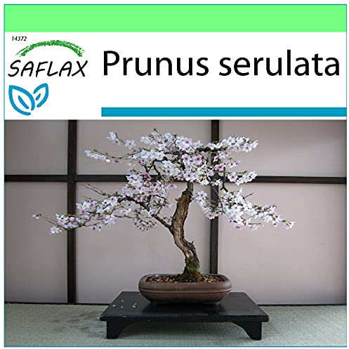 SAFLAX - Cerisier du Japon - 30 graines - Prunus serulata