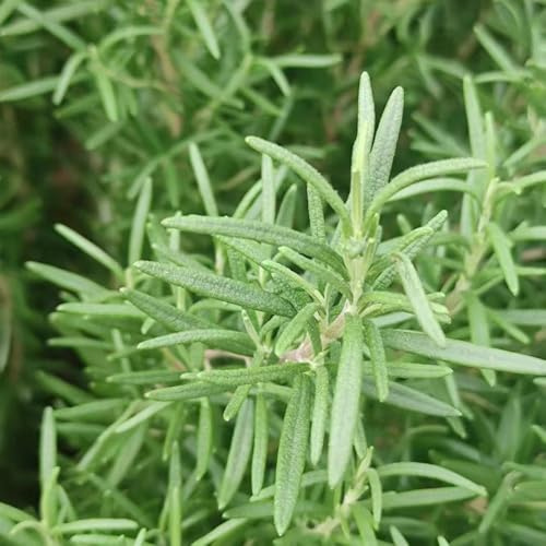semi di rosmarino esotiche balcone selvatici sul giardino raro orticole 50pcs
