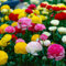 Ranunkeln Blumenzwiebel Winterhart - Mehrfarbig 50 Blumenzwiebeln - Asiatische Hahnenfuß - Mischung in 5 Farben - Niederländische Qualität - Für Garten, Töpfe und Balkon