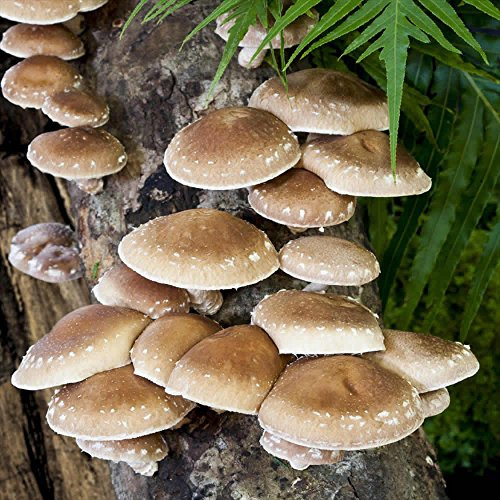 Shiitake Mushroom Mycelium Plug Spawn - 100 Count - Grow Edible Gourmet & Medicinal Shitake Fungi On Trees & Logs