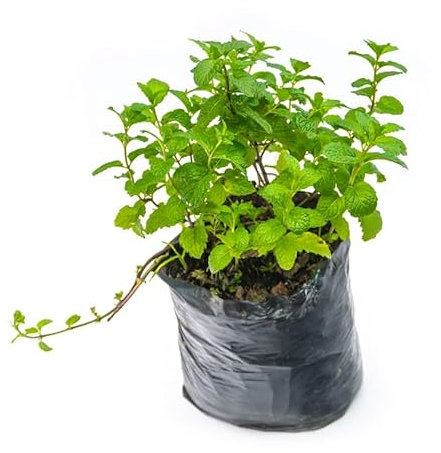 Menta de Jardín Planta Aromática Natural para Jardines y Terrazas