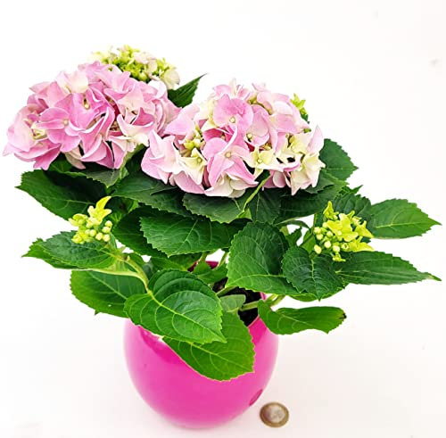 POWERS TO FLOWERS - ORTENSIA NANA ROSA IN VASO CERAMICA SFERICO FUCSIA, pianta vera