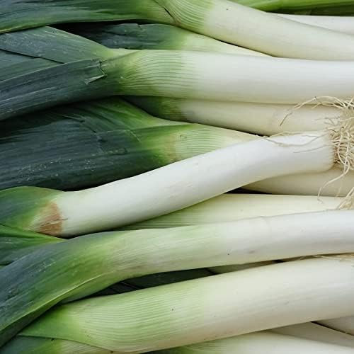 Winter Vegetable Plants, Leek 'Jolant', 4 x Plug Plant Pack, Winter Leeks, Leek Plants, Grow Your Own, Fresh Produce, Garden Ready and Ready to Plant, Premium Quality Vegetables